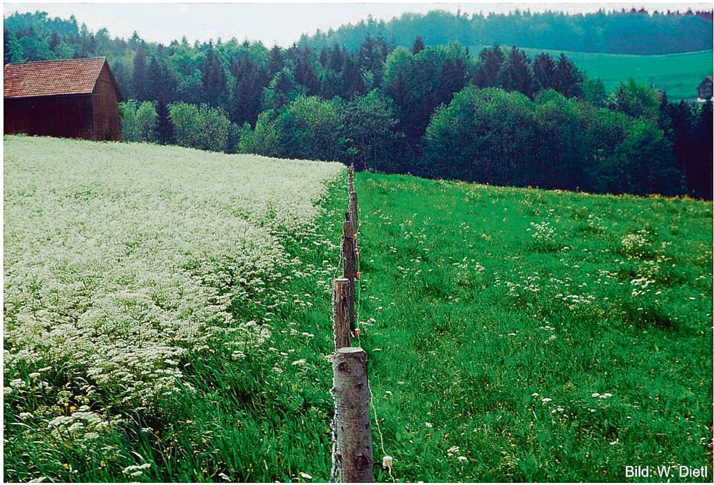Der massive Unterschied zeigt: Auf der rechten Seite wurde ein Frühlingsweidegang durchgeführt.(Bild W. Dietl)