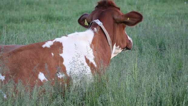 Die Forderungen von BIG-M und Uniterre fanden bei der Delegiertenversammlung kein Gehör. Weder was die Freiwilligkeit der B-Milch betrifft, noch die Vertragsdauer über drei Monate. (Bild BauZ)