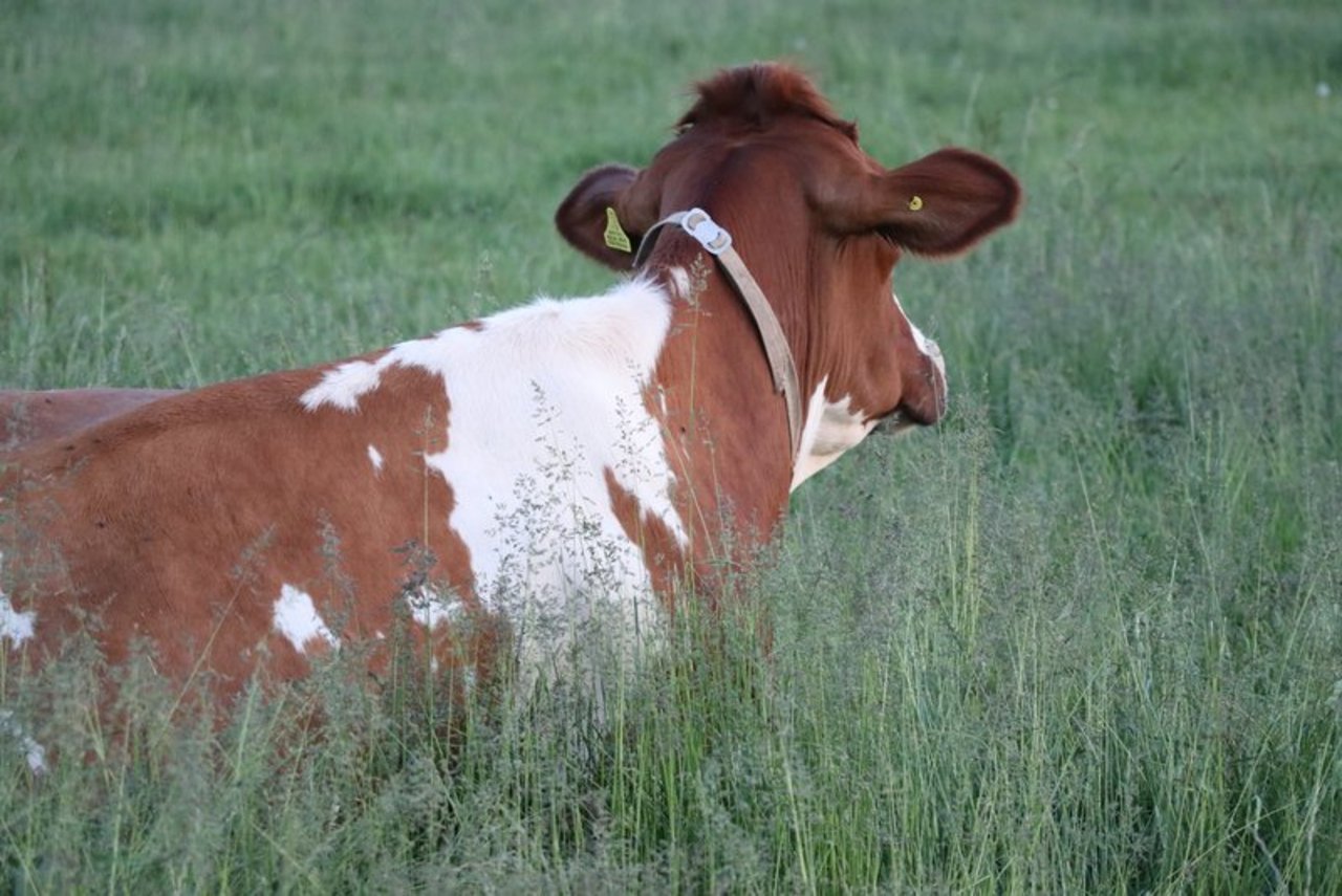 Die Forderungen von BIG-M und Uniterre fanden bei der Delegiertenversammlung kein Gehör. Weder was die Freiwilligkeit der B-Milch betrifft, noch die Vertragsdauer über drei Monate. (Bild BauZ)