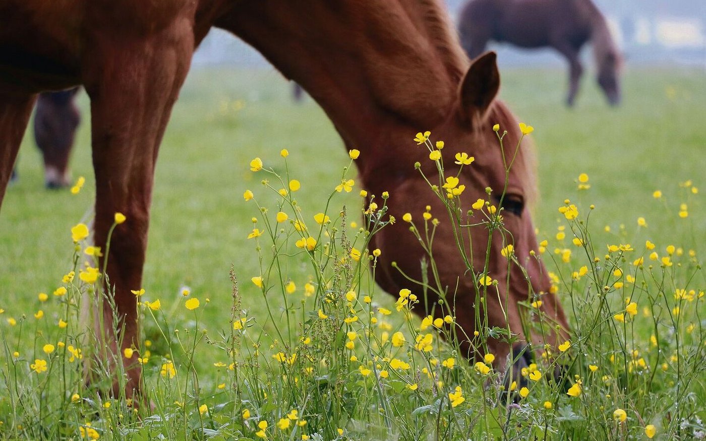 Dieses Blümchen ist im Futter unerwünscht: Scharfer Hahnenfuss ist in grünem Zustand giftig, nicht nur für Equiden.