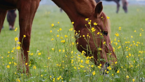 Dieses Blümchen ist Dieses Blümchen ist im Futter unerwünscht: Scharfer Hahnenfuss ist in grünem Zustand giftig, nicht nur für Equiden.