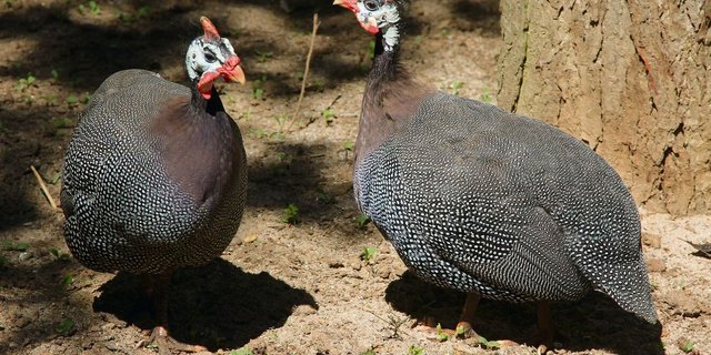 Helmperlhühner sind in Gruppen unterwegs.