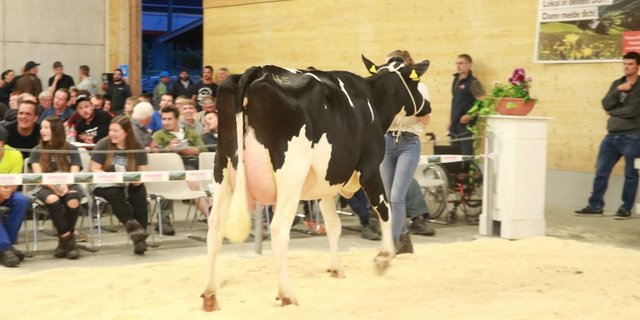 Kaeser Pinch Basilea wechselte für 6000 Franken die Hand. (Bild Ruth Aerni)