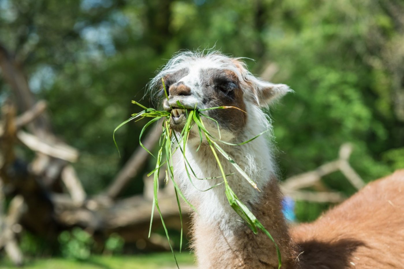 Dem Lama scheint es zu munden.