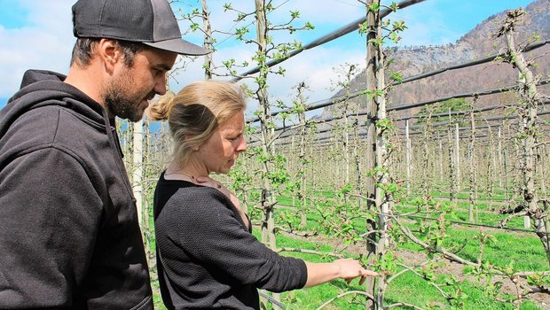 Olivia Diener und Do Olivia Diener und Dominic Kuppelwieser kontrollieren die Boskoop-Bäume, wo die roten Knospen bereits sichtbar sind.
