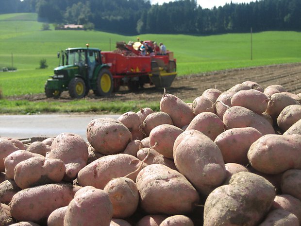 Veredelungskartoffeln: Schränkt Fenaco den Anbau ein? Bei den Veredelungskartoffeln hat sich die Situation in den letzten Wochen «dramatisch verschärft». (Bild lid)
