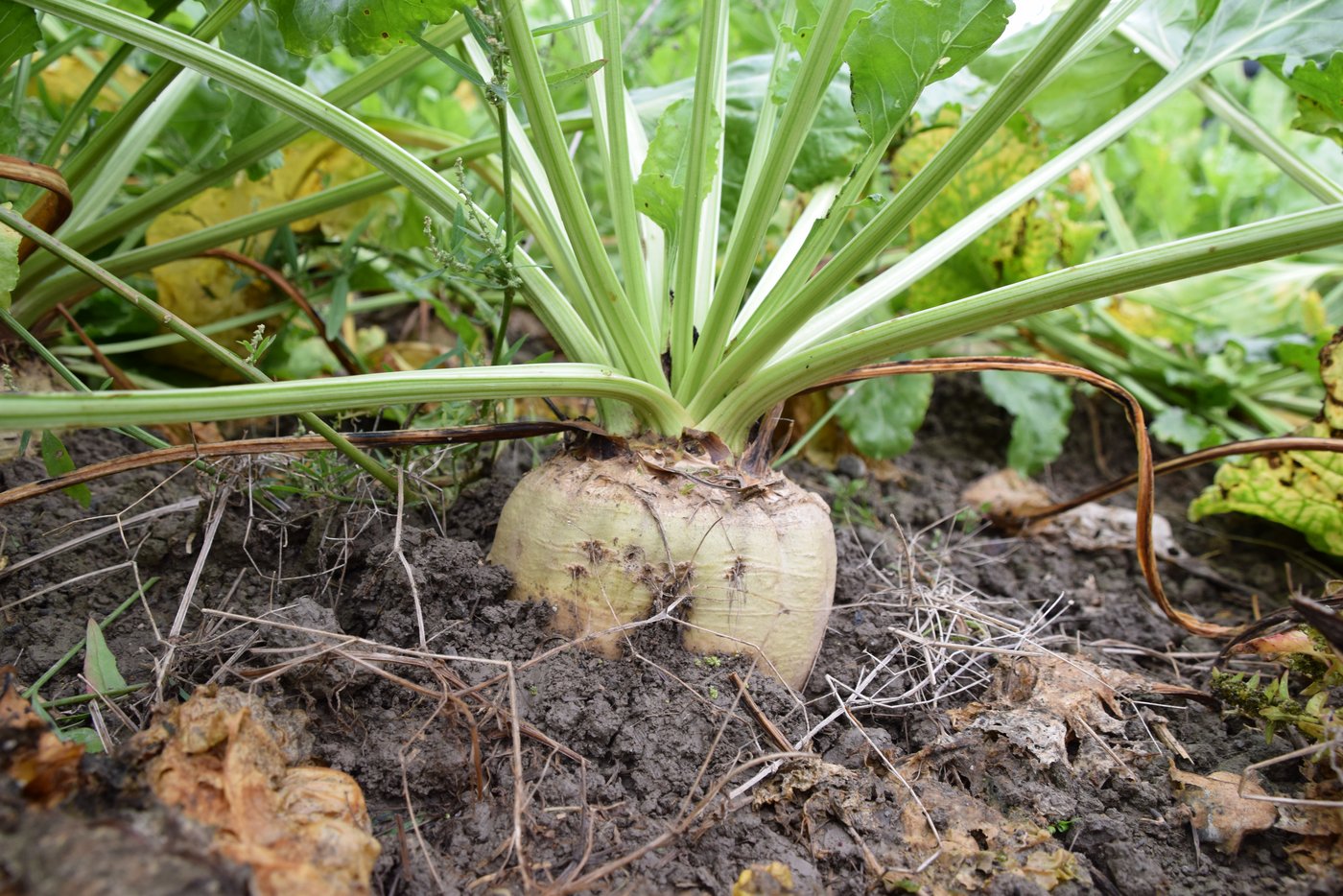 Ganz nah dran: eine Bio-Zuckerrübe «close-up». (Bild BauernZeitung/Sera J. Hostettler)