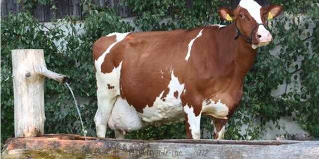 Dominator Pauline knackte mit ihrer letzten Milchwägung die 200 000er Marke. Zur grossen Freude ihres Besitzers Frédéric Bachmann aus Estavayer-le-lac FR. (Bild KeLeKi)