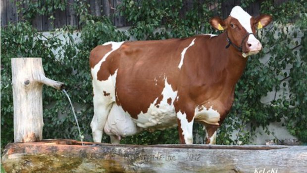 Dominator Pauline knackte mit ihrer letzten Milchwägung die 200 000er Marke. Zur grossen Freude ihres Besitzers Frédéric Bachmann aus Estavayer-le-lac FR. (Bild KeLeKi)