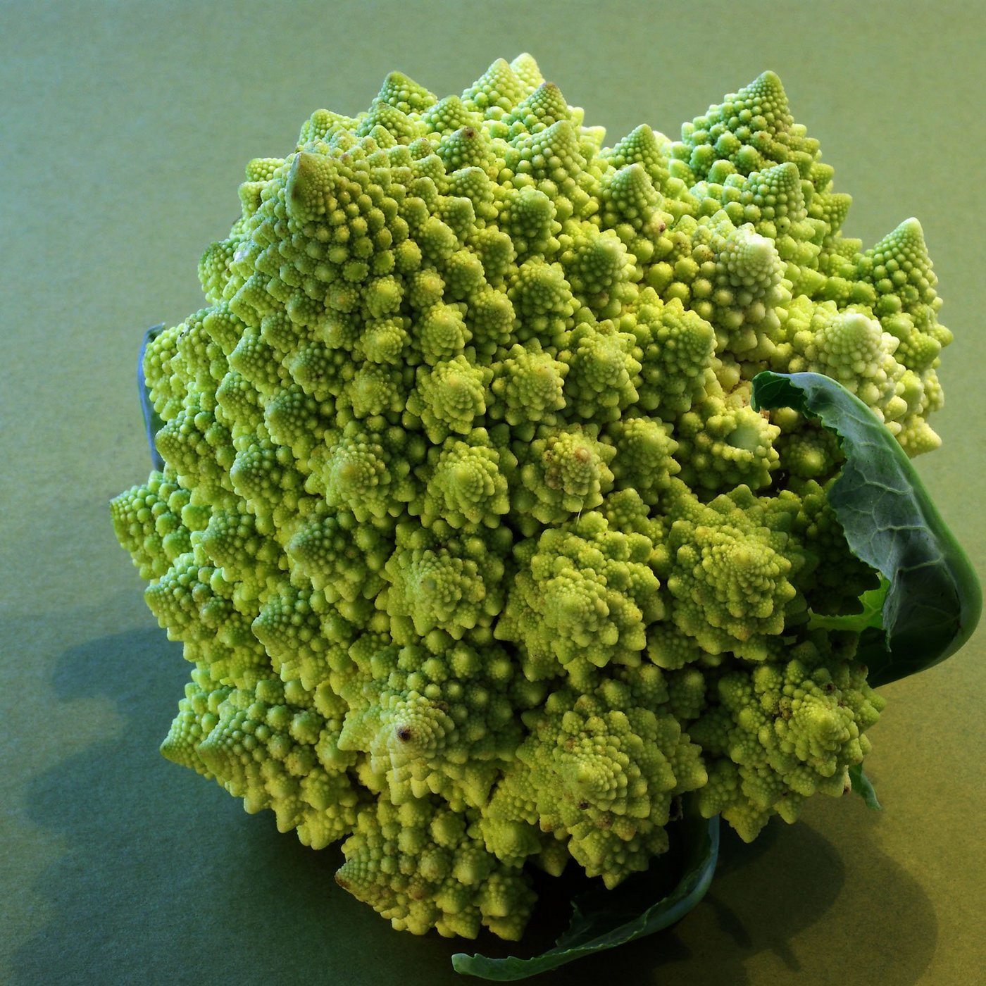 Lustig anzusehen: Der Romanesco. (Bild Willy Vogelsang/www.landwirtschaft.ch)