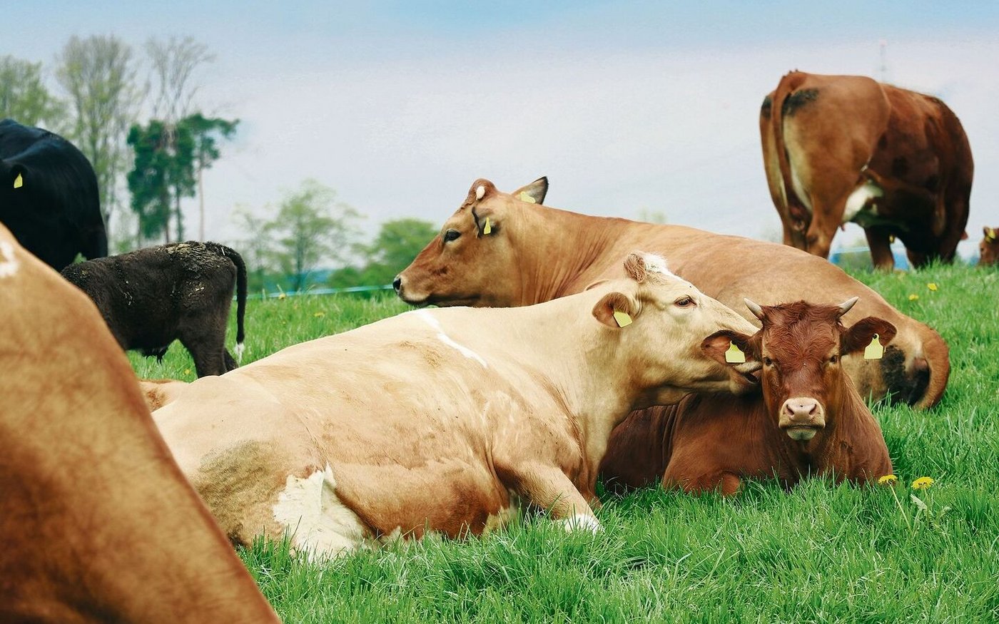 Glückliche Weidetiere, frustrierte Kundschaft? Ob die Margen auf Label- und Biofleisch gerechtfertigt sind, überprüft die Weko.