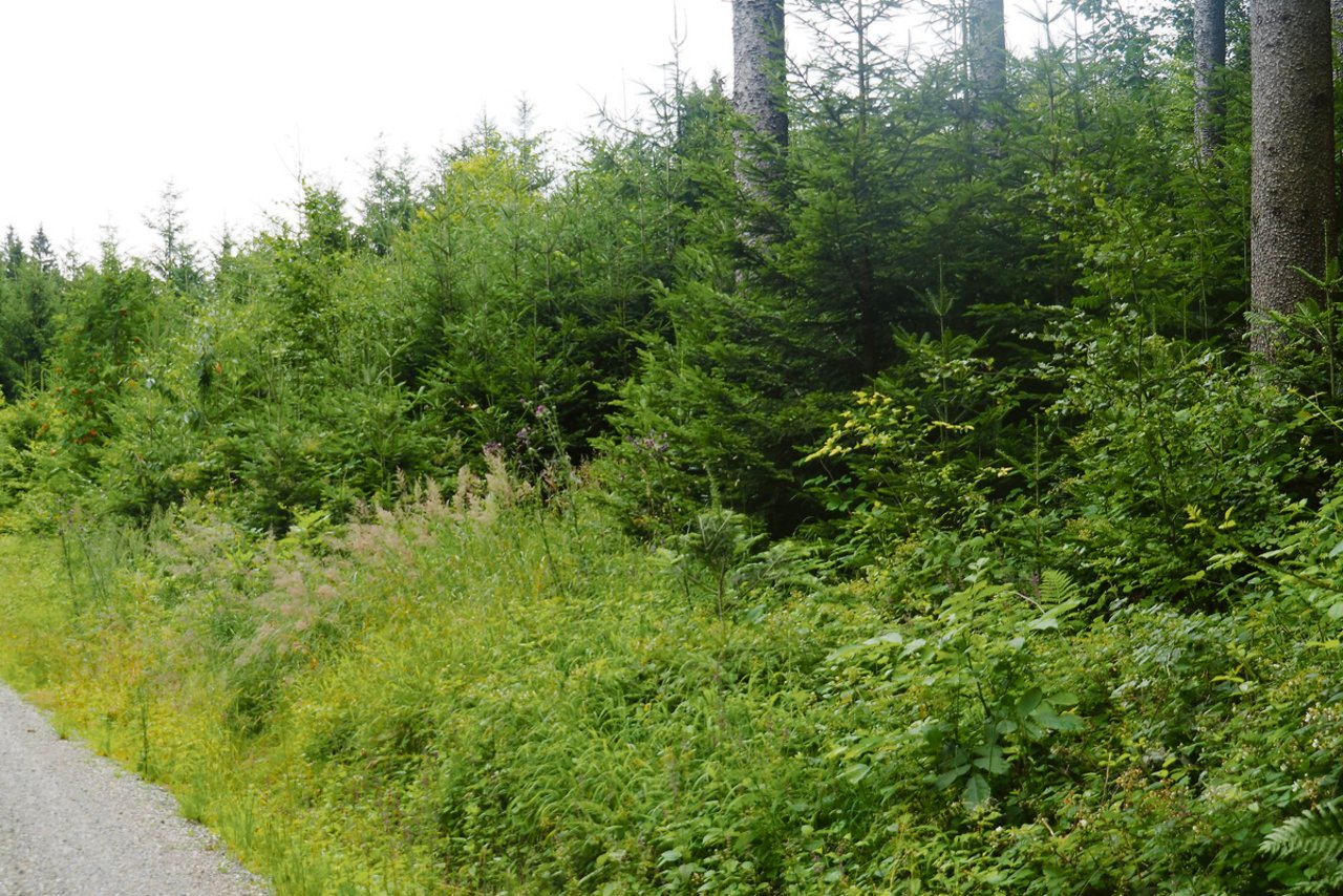 Nach einem Saumschlag zur Waldverjüngung entlang dieses Waldweges kamen Fichten und Weisstannen als erste. Laubbäume brauchen Schutz, um zu gedeihen.(Bilder Christian Weber)