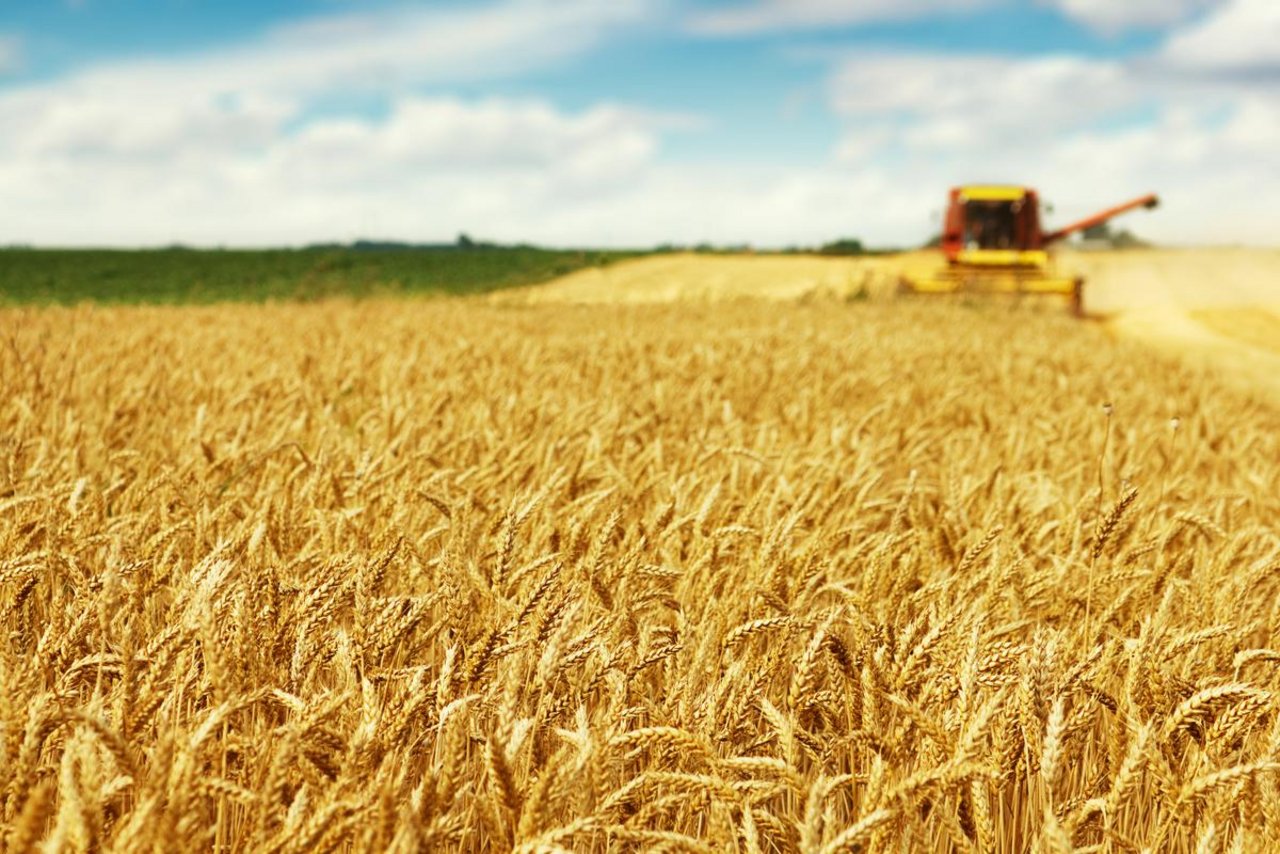 Das US-Landwirtschaftsministerium prognostiziert neue Rekordwerte für Weizenernte und Weizenhandel 2016/2017. (Bild Dickov - Fotolia)