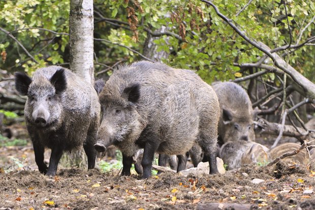 In Deutschland wurde Mitte September der Kadaver eines Wildschweins gefunden, das an ASP gestorben ist. Bild: Adobe Stock