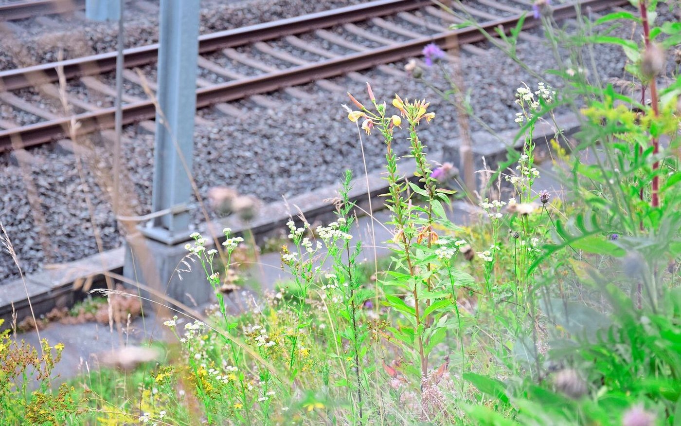 Böschungen gehören zur Bahninfrastruktur. Ihr Unterhalt hat aber auch eine ökologische Bedeutung: einerseits als wertvollen Lebensraum und für die Vernetzung, andererseits gegen die Verbreitung invasiver Neophyten.