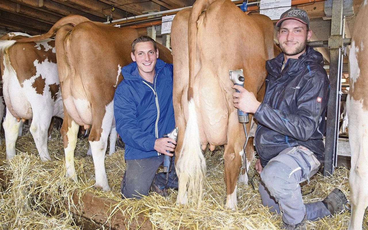 Andreas (links) und sein Bruder Michael Dürrenmatt sind immer dabei, wenn es um schöne Kühe geht. Normalerweise wäre auch ihr Bruder Christian dabei, doch dieser weilt zurzeit im Militär. 