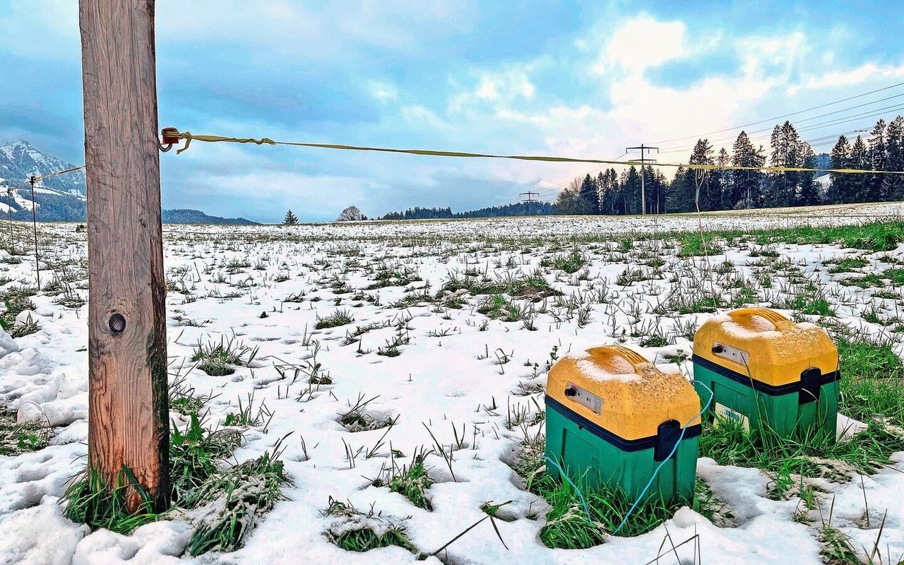 Ist der Schnee weg, weiden auch hier wieder Kühe. Es lohnt sich, die Drahtqualität des Zauns und die Erdung des Viehhüters regelmässig zu überprüfen.