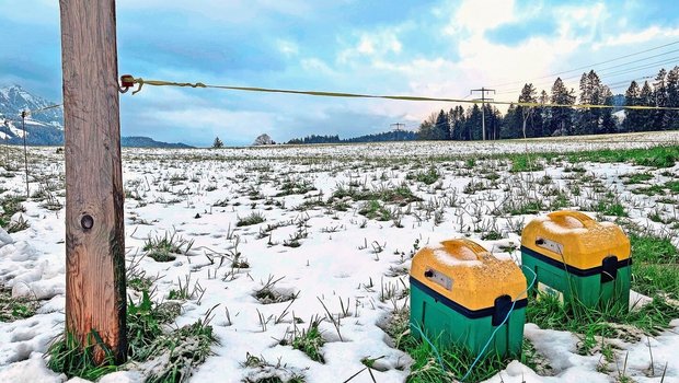 Ist der Schnee weg, weiden auch hier wieder Kühe. Es lohnt sich, die Drahtqualität des Zauns und die Erdung des Viehhüters regelmässig zu überprüfen.