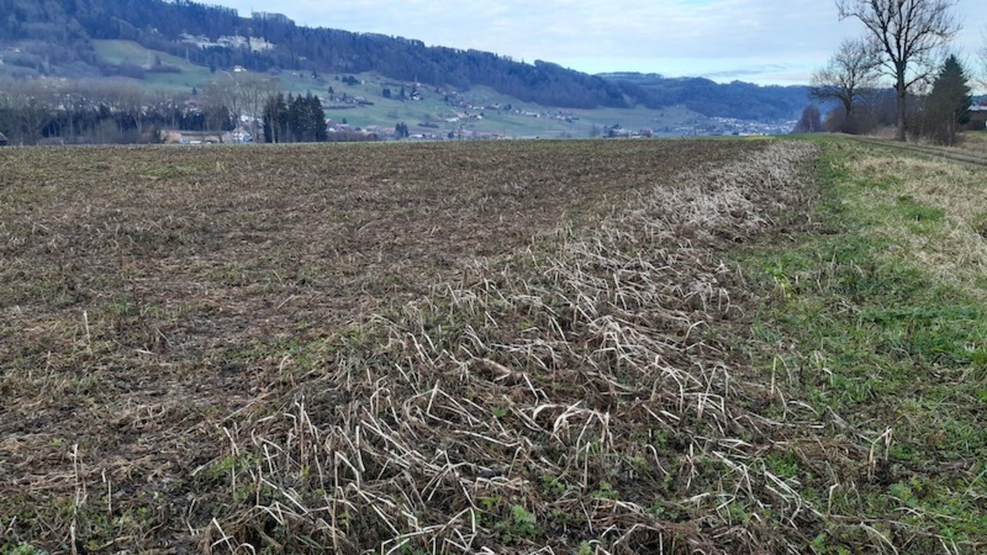 Was auf den ersten Blick unordentlich wirkt, nützt dem Boden. 