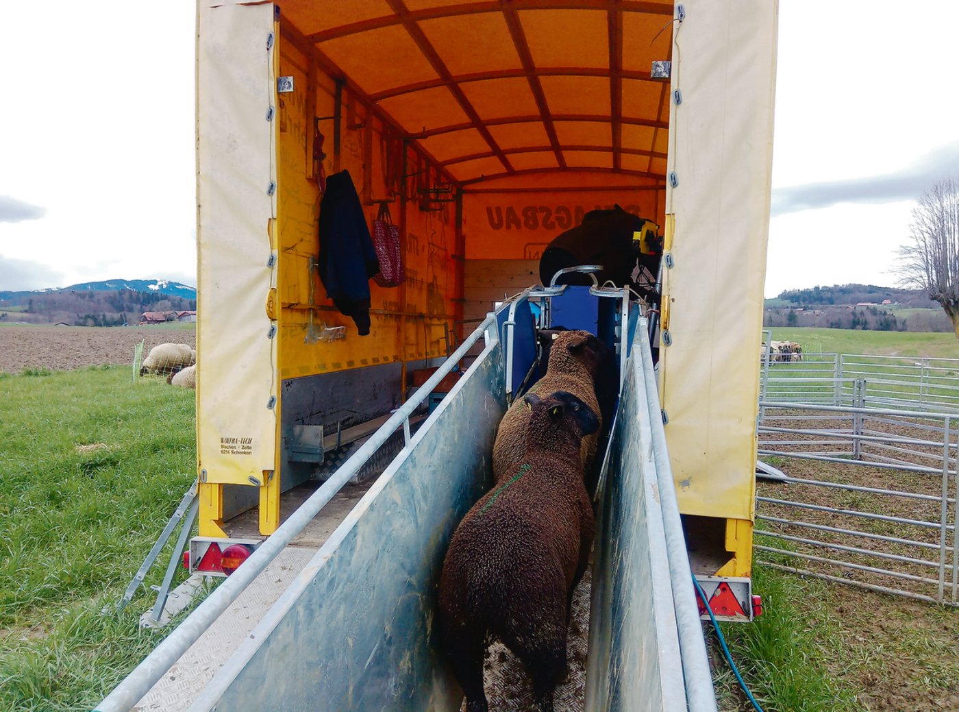 Optimieren, vereinfachen und die TVD auf praktikable Art nutzen. Das waren die Gründe für die Beschaffung der vollautomatischen Sortieranlage der Gebrüdergemeinschaft Nydegger.(Bilder Peter Bringold)