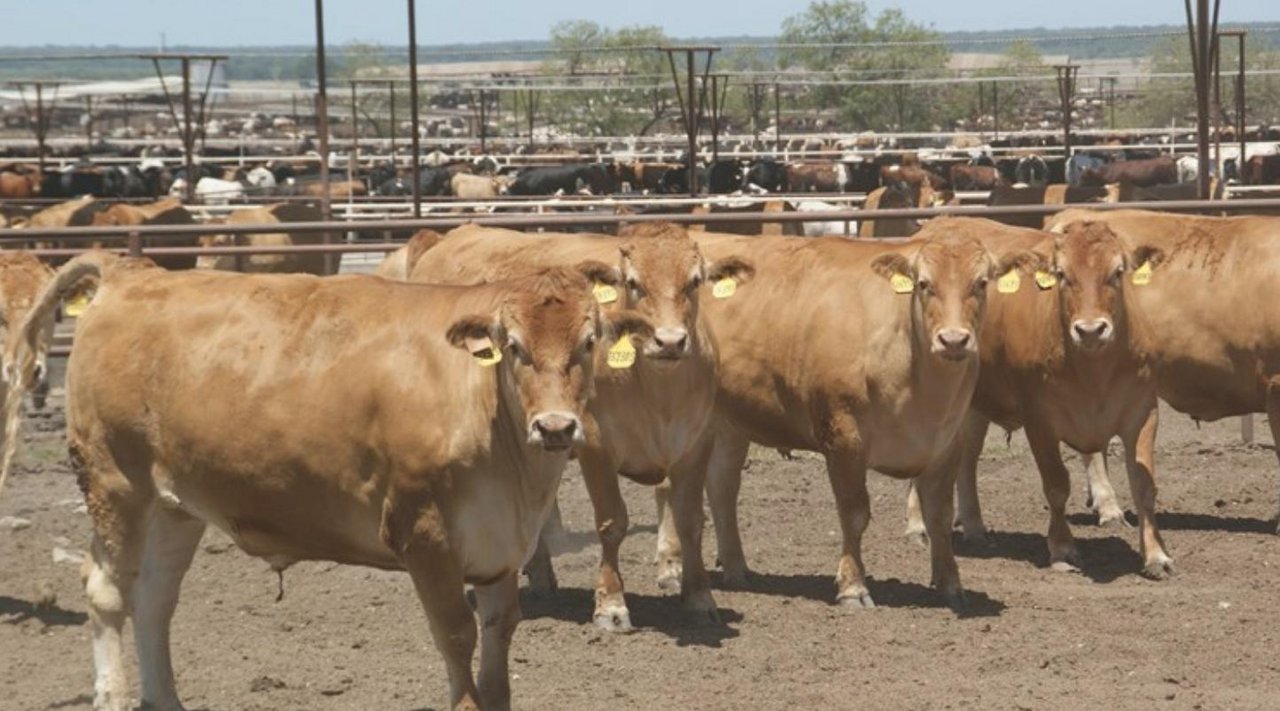 Erstmals stagniert der Rindviehbestand in den USA. (Bild lid)