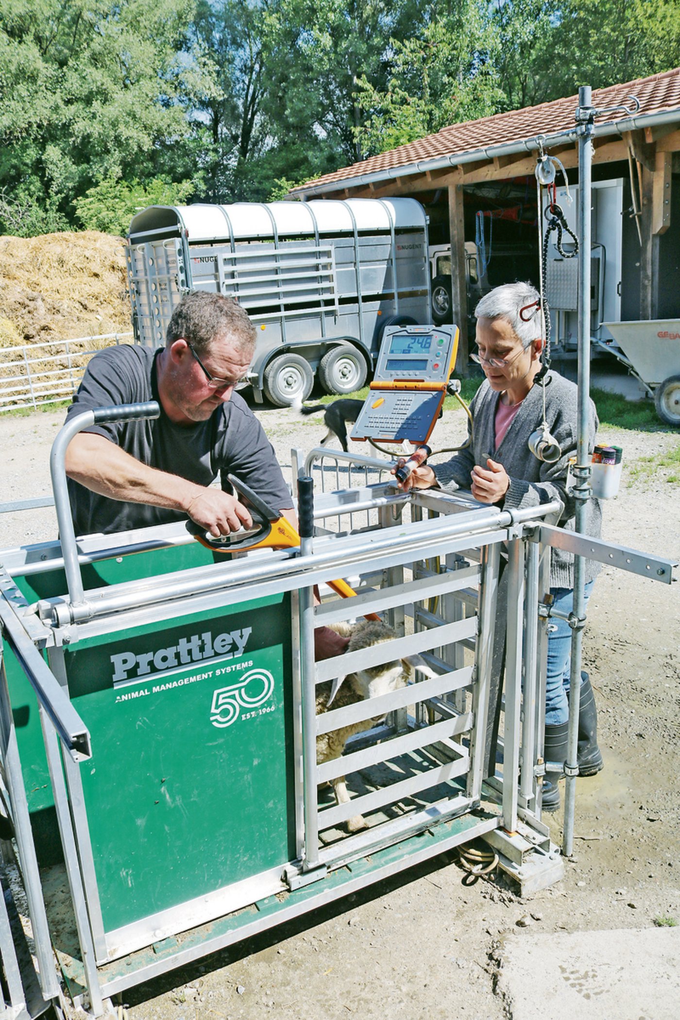 Haben den Mehraufwand durch die TVD-Pflicht unterschätzt: Lea Egli und Reto Fivian aus Villarepos FR, hier an der Arbeit beim Markieren einer Aue. 