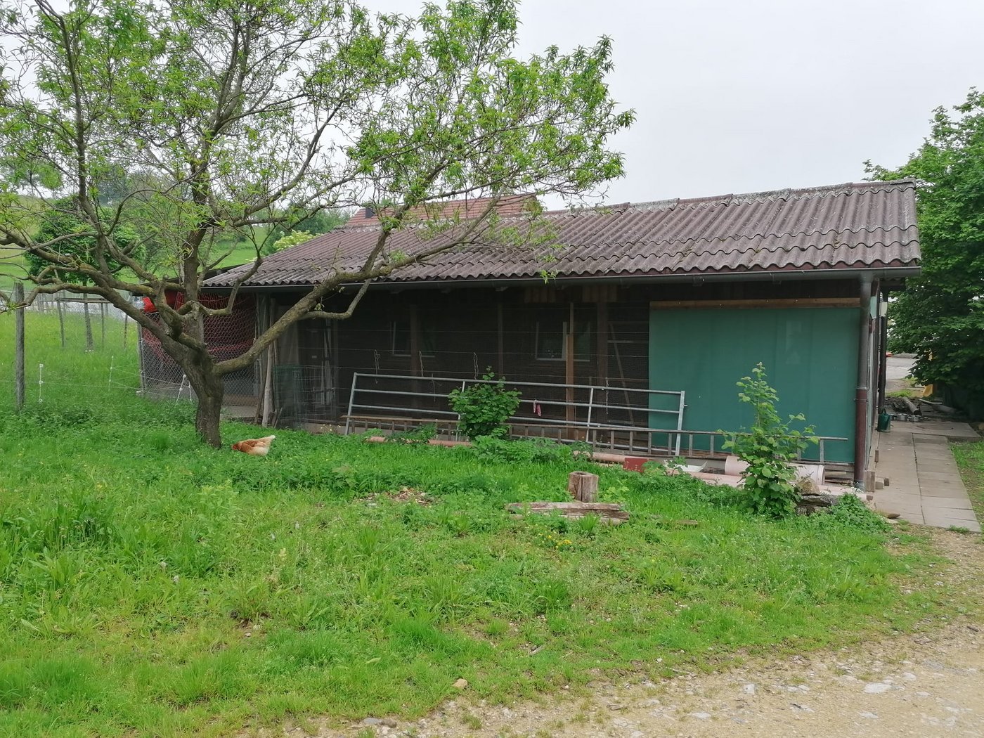 Die 35 Legehennen auf dem Hof geniessen ebenfalls ihren Freigang auf dem ganzen Hof. (Bild Belinda Balmer)