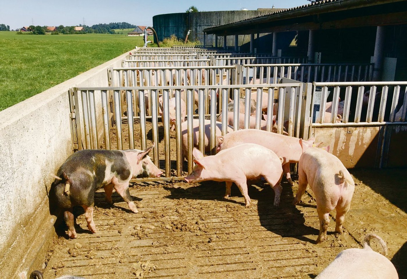 Schweinemist enthält Stickstoff und Phosphor. Wenn (zu) viel Phosphor  vom Betrieb weggeführt werden muss, fehlt  für die Düngung der Kulturen Stickstoff. (Bild Josef Scherer)
