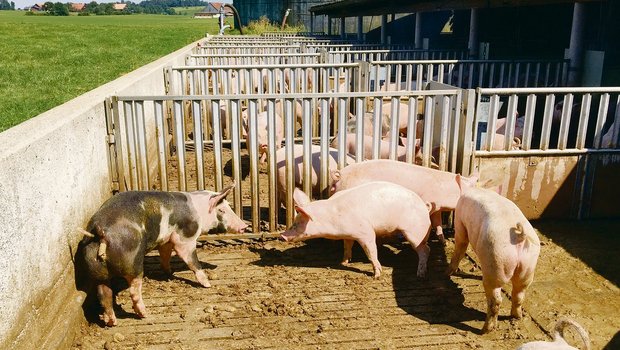 Schweinemist enthält Stickstoff und Phosphor. Wenn (zu) viel Phosphor vom Betrieb weggeführt werden muss, fehlt für die Düngung der Kulturen Stickstoff. (Bild Josef Scherer)