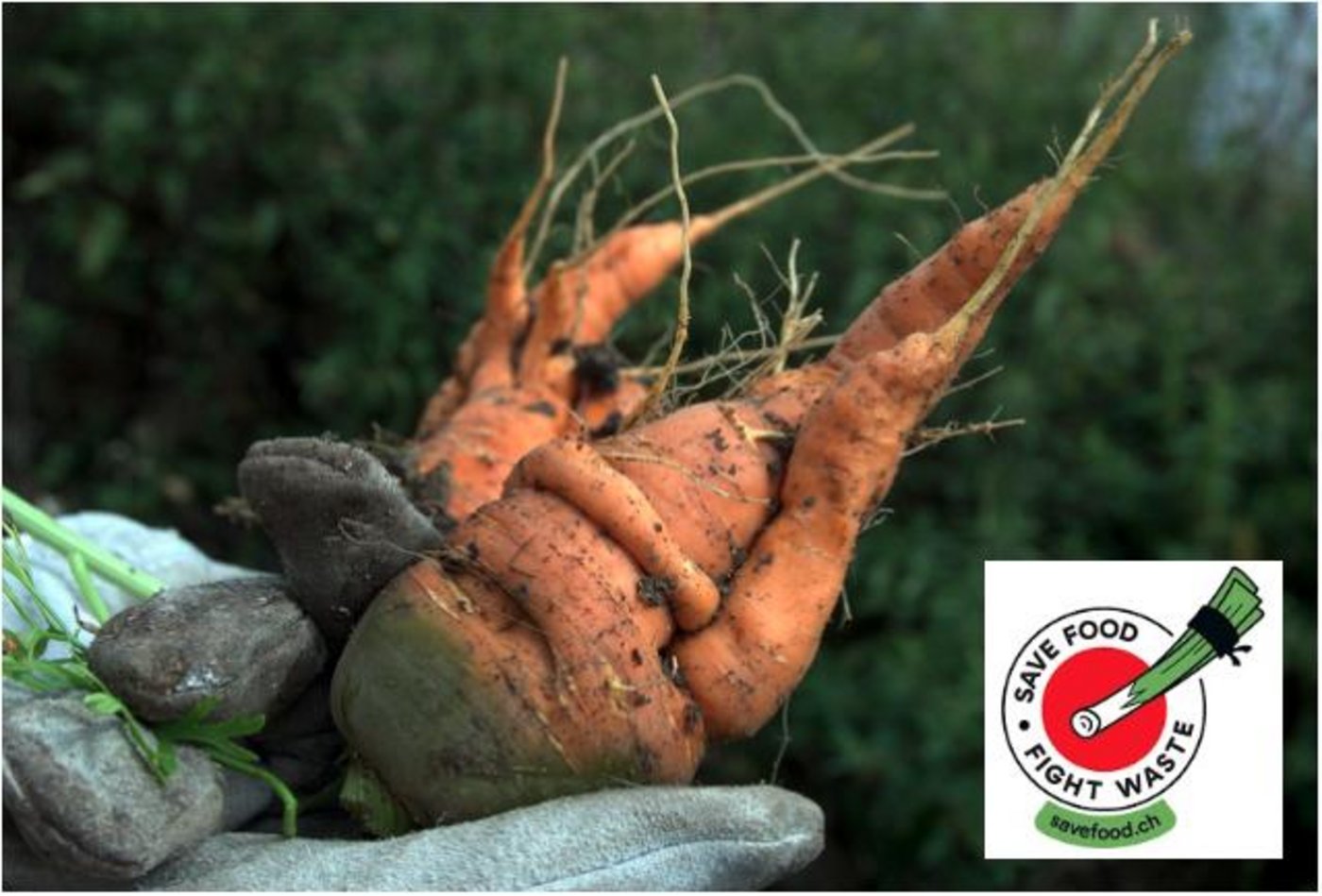 Mit Infomaterial und entsprechenden Klebern sollen Konsumenten zum Kauf von Produkten zweiter und dritter Klasse angeregt werden, um Food waste zu verhindern. (Bild Pixabay / jsc)