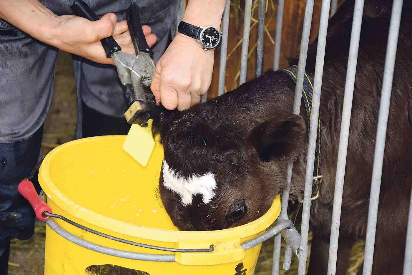 Wer weiss, dass er bald Kälber markieren muss, sollte die Ohrmarken früh genug bestellen. (Bild Peter Fankhauser)
