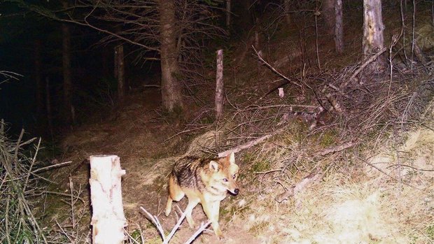 Dieser Goldschakal t Dieser Goldschakal tappte am 27. Dezember 2015 in eine Fotofalle in der Bündner Surselva.