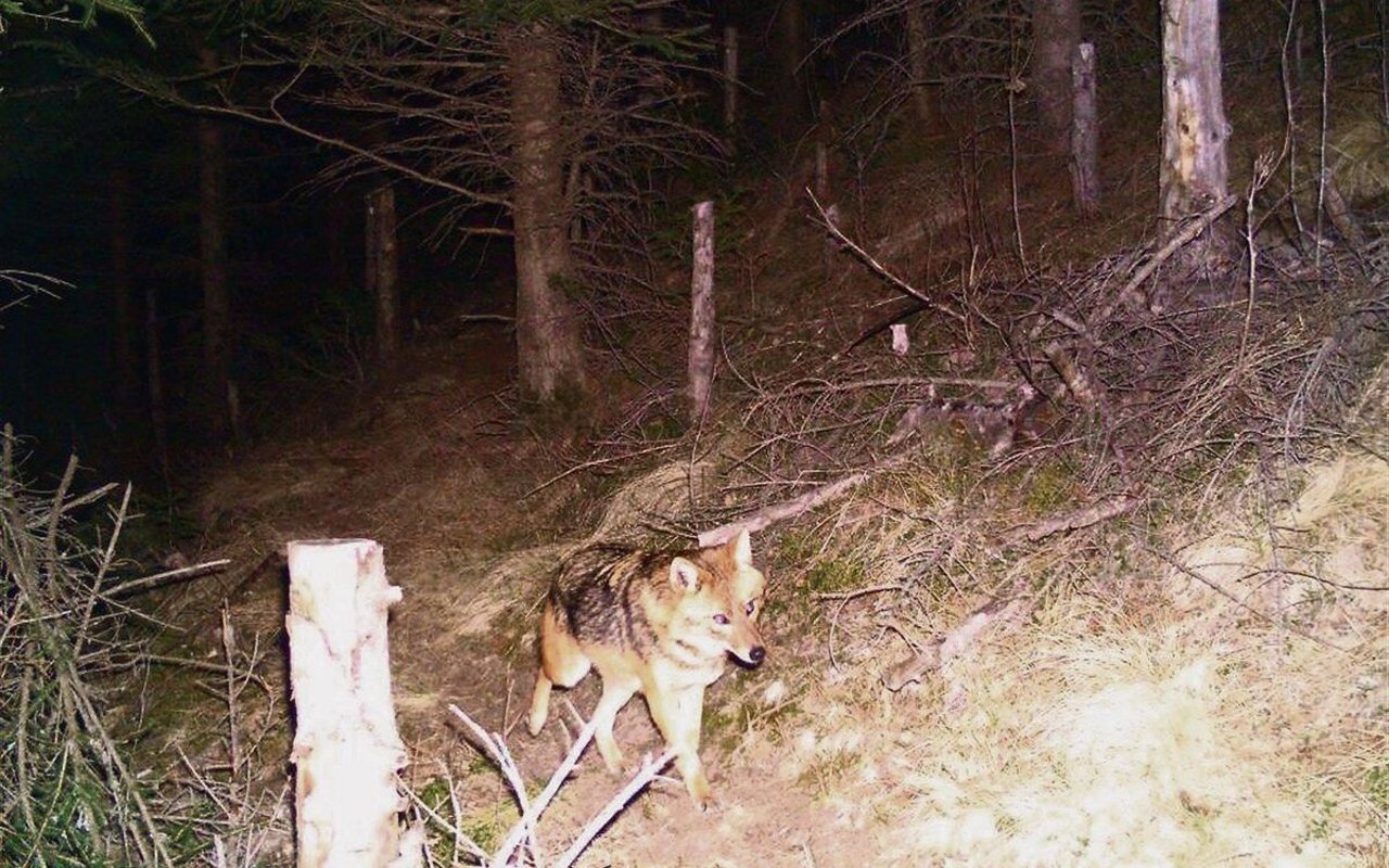 Dieser Goldschakal tappte am 27. Dezember 2015 in eine Fotofalle in der Bündner Surselva.