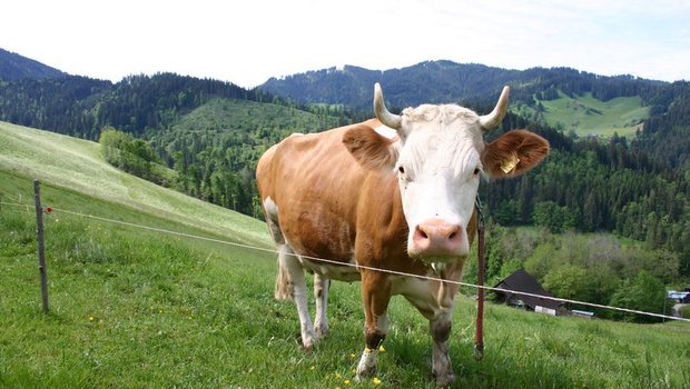 Der Schweizer Tierschutz freut sich daran, dass 80% der Rinder regelmässig auf die Weide dürfen. Ganz zufrieden mit den Bauern ist man aber nicht. (Bild BauZ)