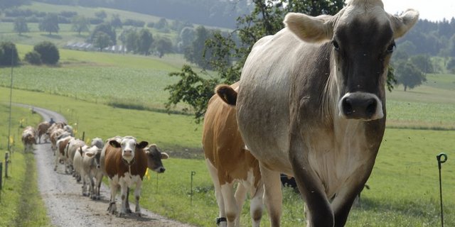 Das Atzheu-System bringt mehr Biodiversität und bietet dank durchgehendes Blütenangebot Futter für Insekten. (Bild BauZ)