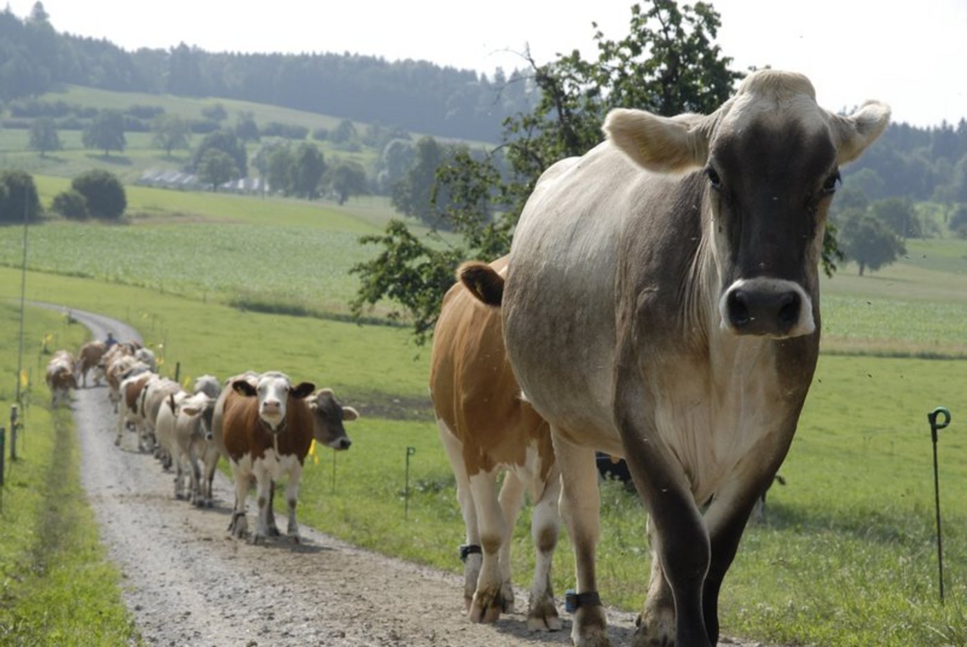 Das Atzheu-System bringt mehr Biodiversität und bietet dank durchgehendes Blütenangebot Futter für Insekten. (Bild BauZ)