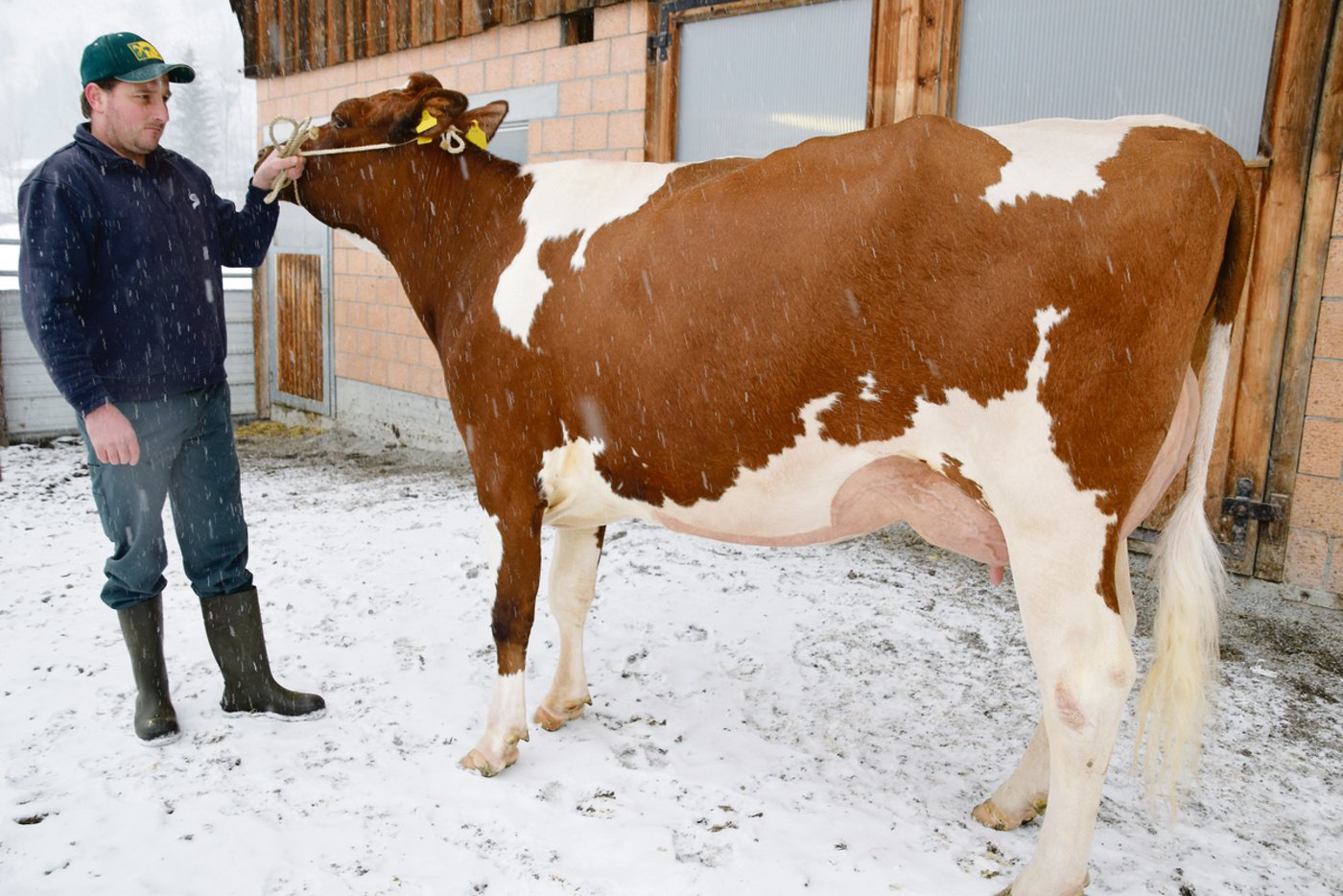 Eine weitere Top-Kuh im Stall: Genaro Hanna wurde in der zweiten Laktation frisch mit VG 88 beschrieben.