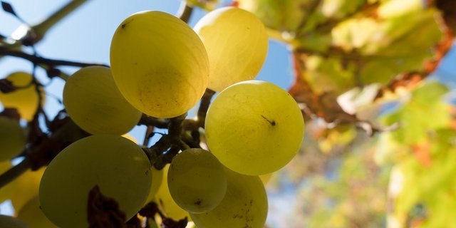 Wein scheint beliebt zu sein. (Bild pd)