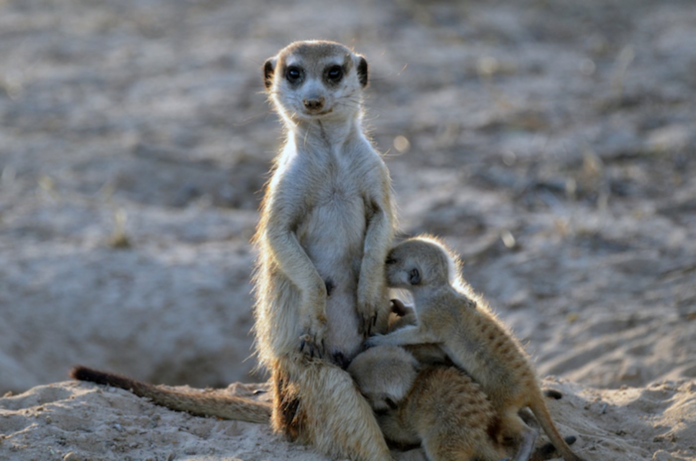 Bei Erdmännchen helfen der Vater und die anderen Gruppenmitglieder bei der Aufzucht mit. Die Gruppengrösse und die Anzahl verfügbarer Helfer variiert jedoch stark zwischen 2 bis 50 Tieren. (Bild: Sandra Heldstab, Kalahari Meerkat Project)