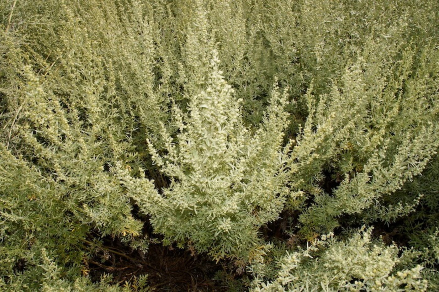 Dieser Grosse Wermut ist reif für die Ernte. (Bild lid)