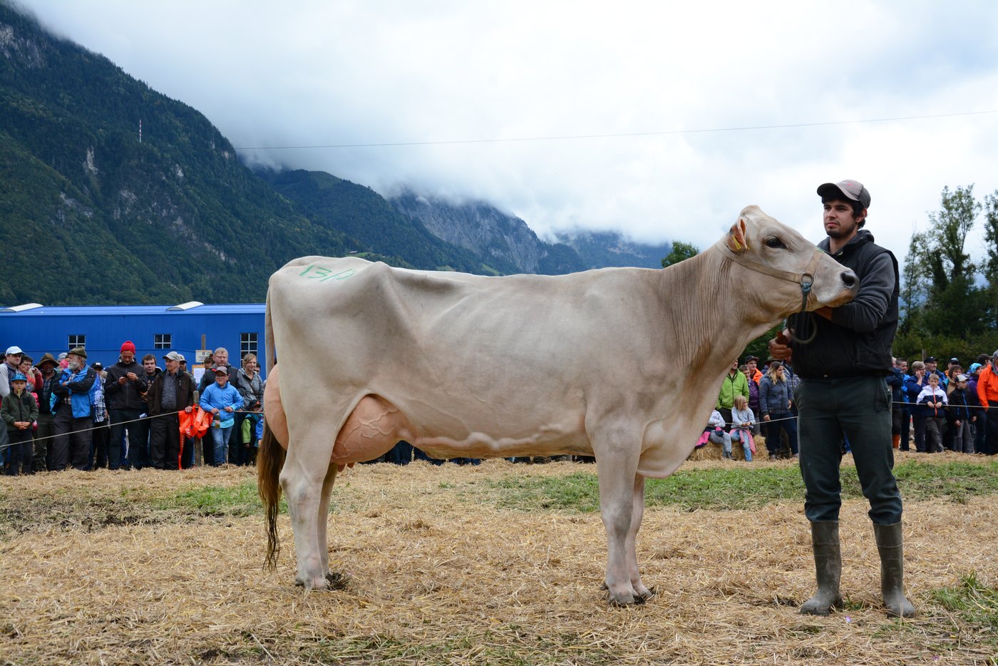 Miss Genetik BS, Egal Elgani von Markus Arnold, Seedorf.