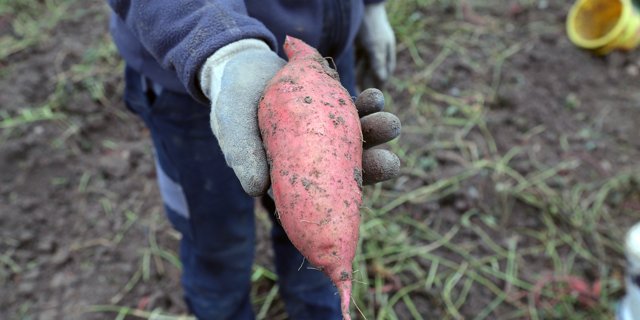 Mit der Kartoffel ist die Süsskartoffel nur entfernt verwandt. (Bild Terralog AG)