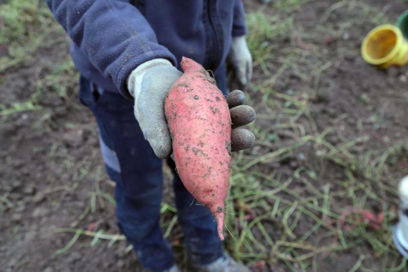 Mit der Kartoffel ist die Süsskartoffel nur entfernt verwandt. (Bild Terralog AG)