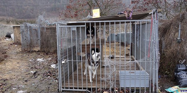 Bei der STS-Fachstelle Tierschutzkontrollen gehen jährlich viele Meldungen über Verfehlungen von Tierhaltern ein. Oft betrifft es die Fehlhaltung von Hunden. (Bild/Schweizer Tierschutz STS)