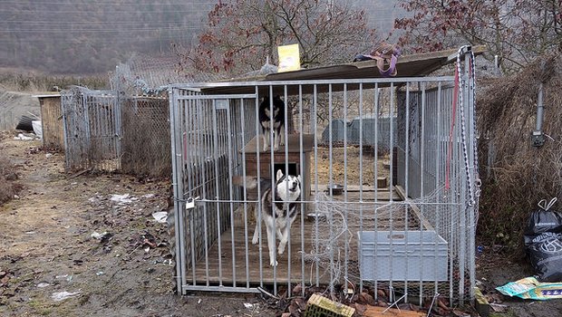 Bei der STS-Fachstelle Tierschutzkontrollen gehen jährlich viele Meldungen über Verfehlungen von Tierhaltern ein. Oft betrifft es die Fehlhaltung von Hunden. (Bild/Schweizer Tierschutz STS)