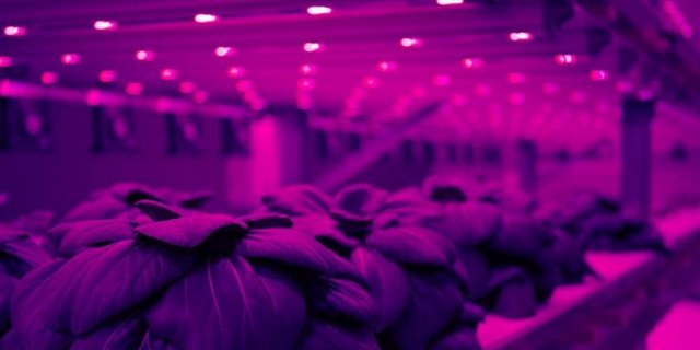 Die Produktionskammern in der Halle sind von der Umwelt abgeriegelt. (Bild zVg)