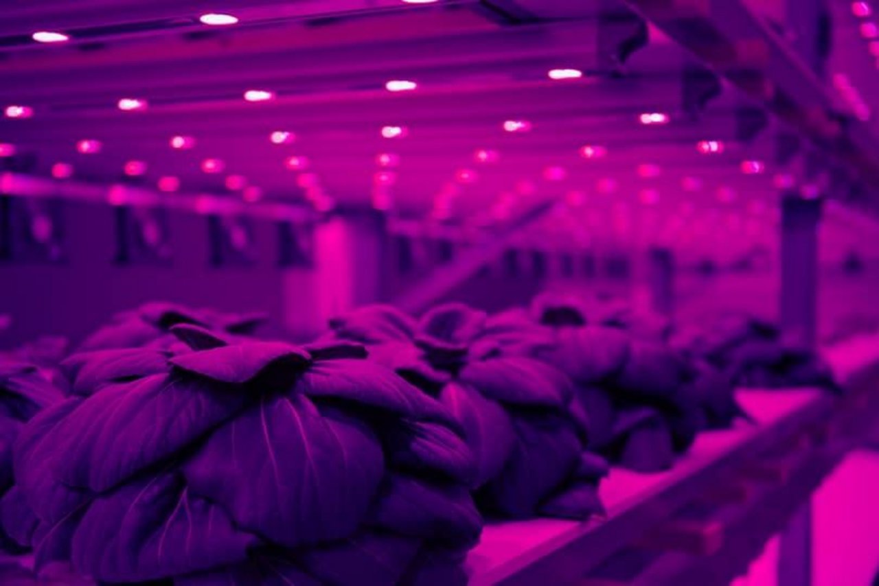 Die Produktionskammern in der Halle sind von der Umwelt abgeriegelt. (Bild zVg)