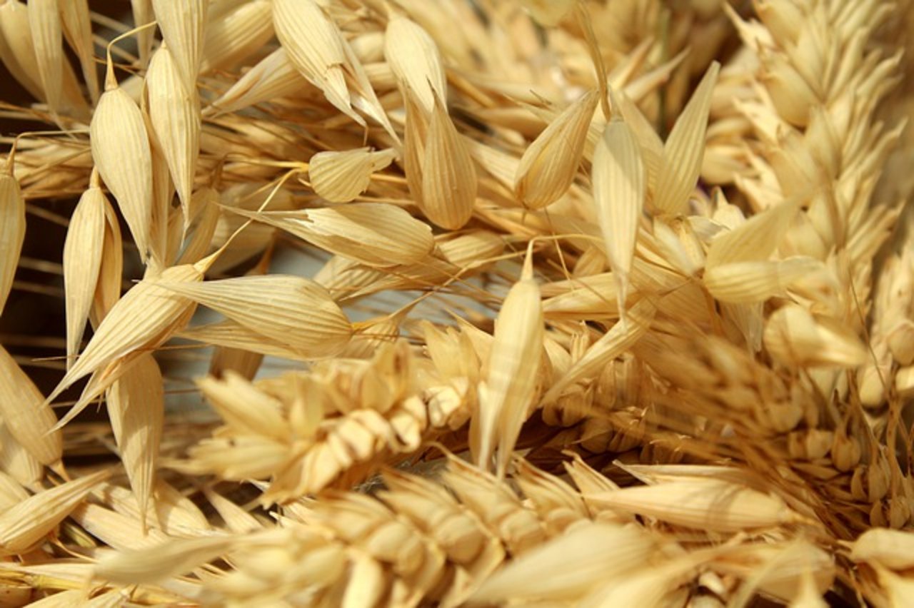 Weder Weizen, Kartoffeln noch Mais, oder Gerste sind genau genommen "einheimisch". (Bild Pixabay)