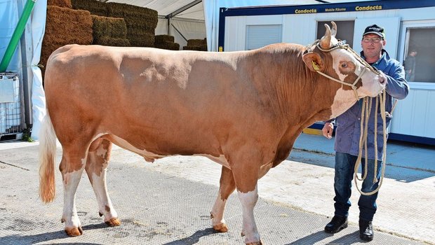 Eine Augenweide: der Simmentalerstier Lindor Milton von Daniel Salzmann, Junkern, Eggiwil. Der formschöne Stier wird im Oktober drei Jahre alt.