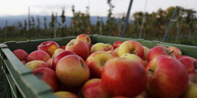 Die Obsternte 2020 ist seit zwei Wochen im vollem Gange. (Bild ji)